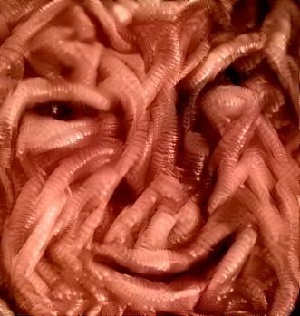 Earthworm Trump 5