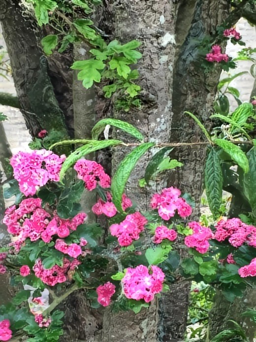 Small roses in the garden