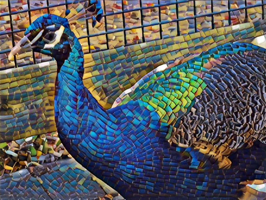 Peacock, Binder Park Zoo