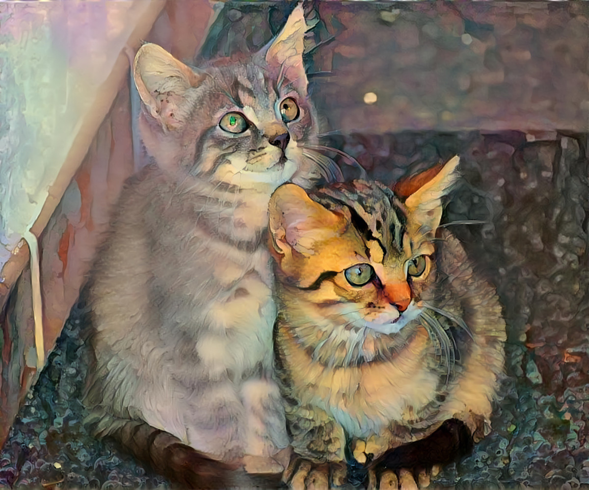 Two Tabby Kittens