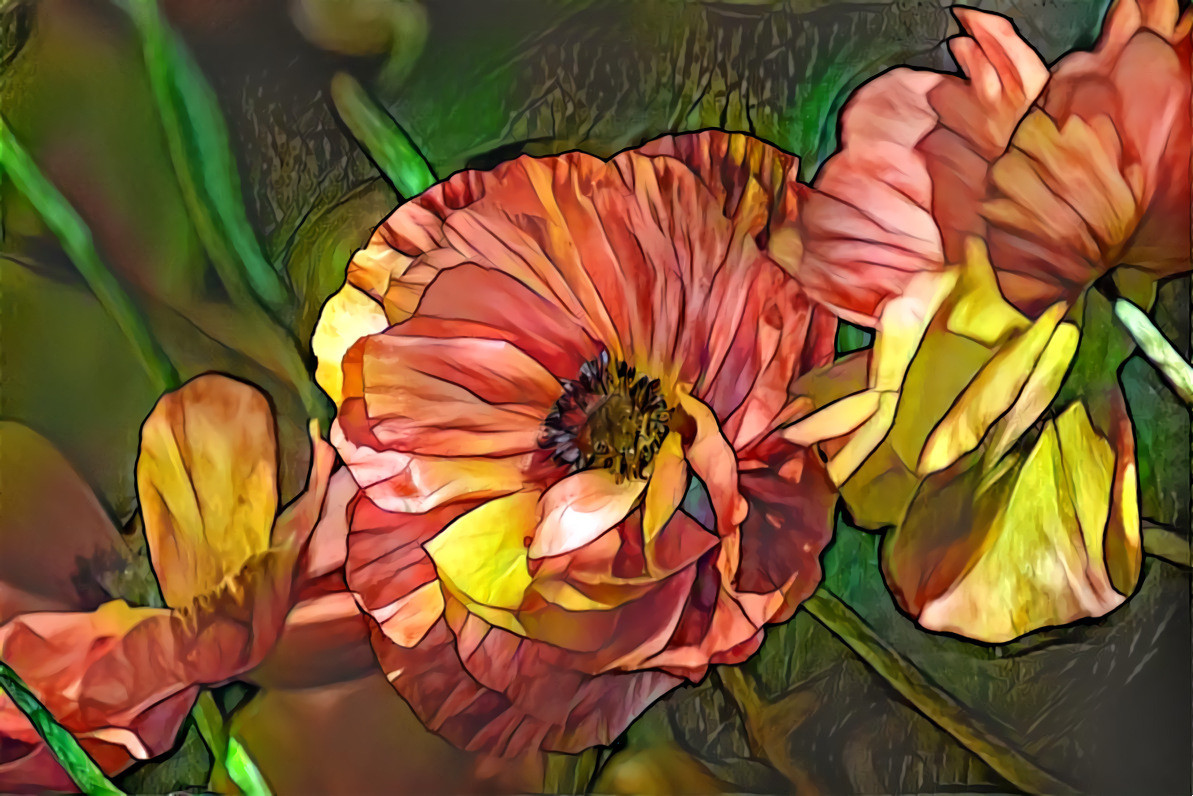 Poppies