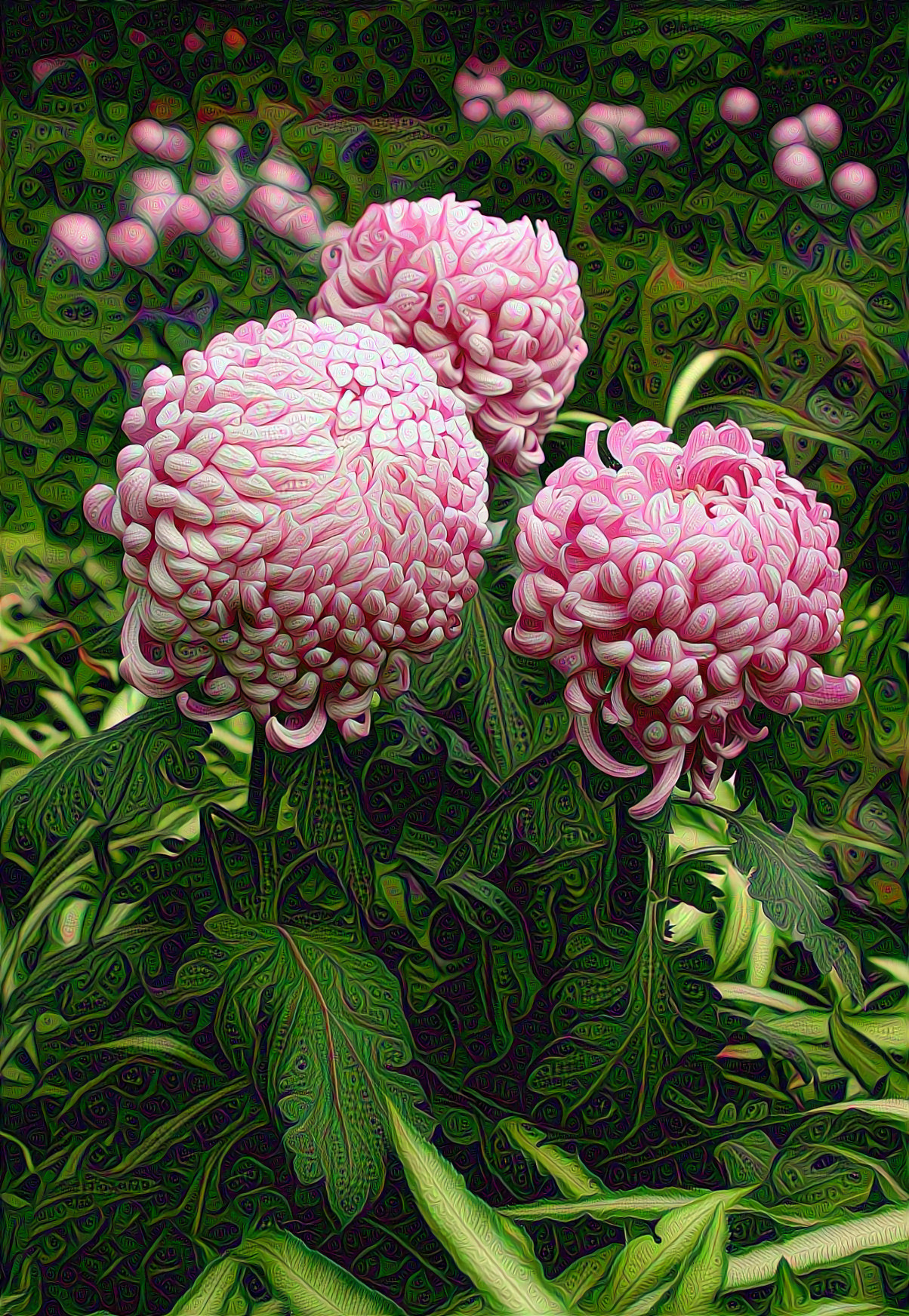 Brazilian Pink Plume Flower