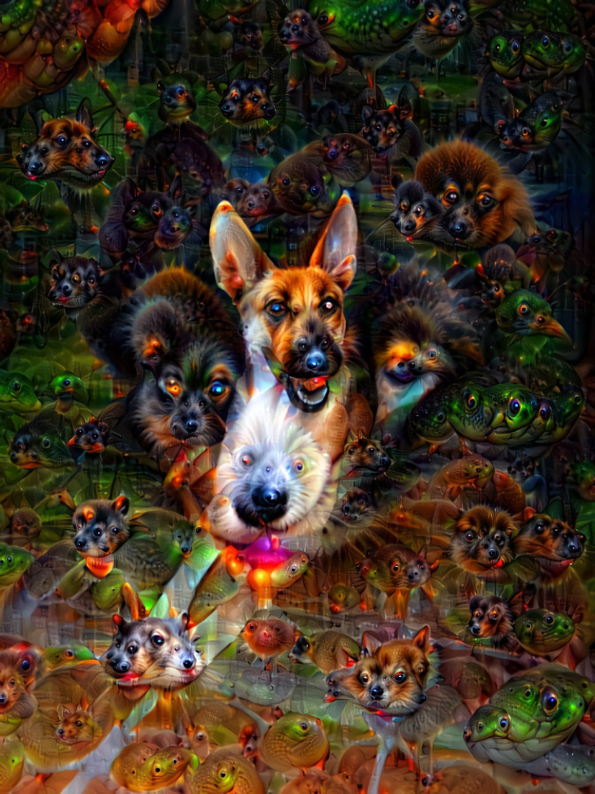 Trippy canine