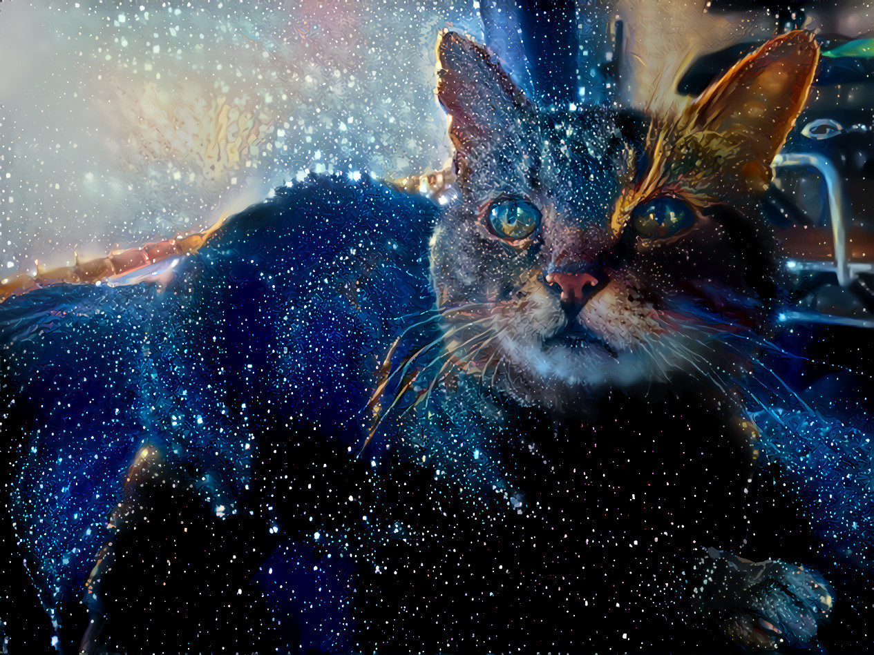 Starry Cat