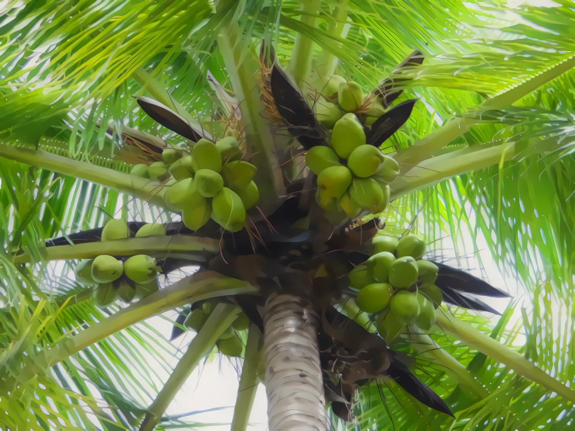 Coconut Palm  Darwad India