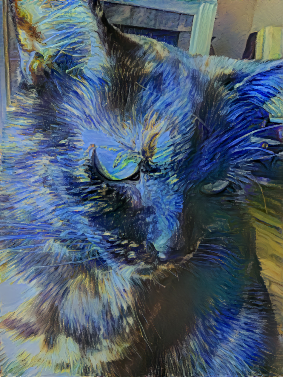 My Cat Bandit In Blue