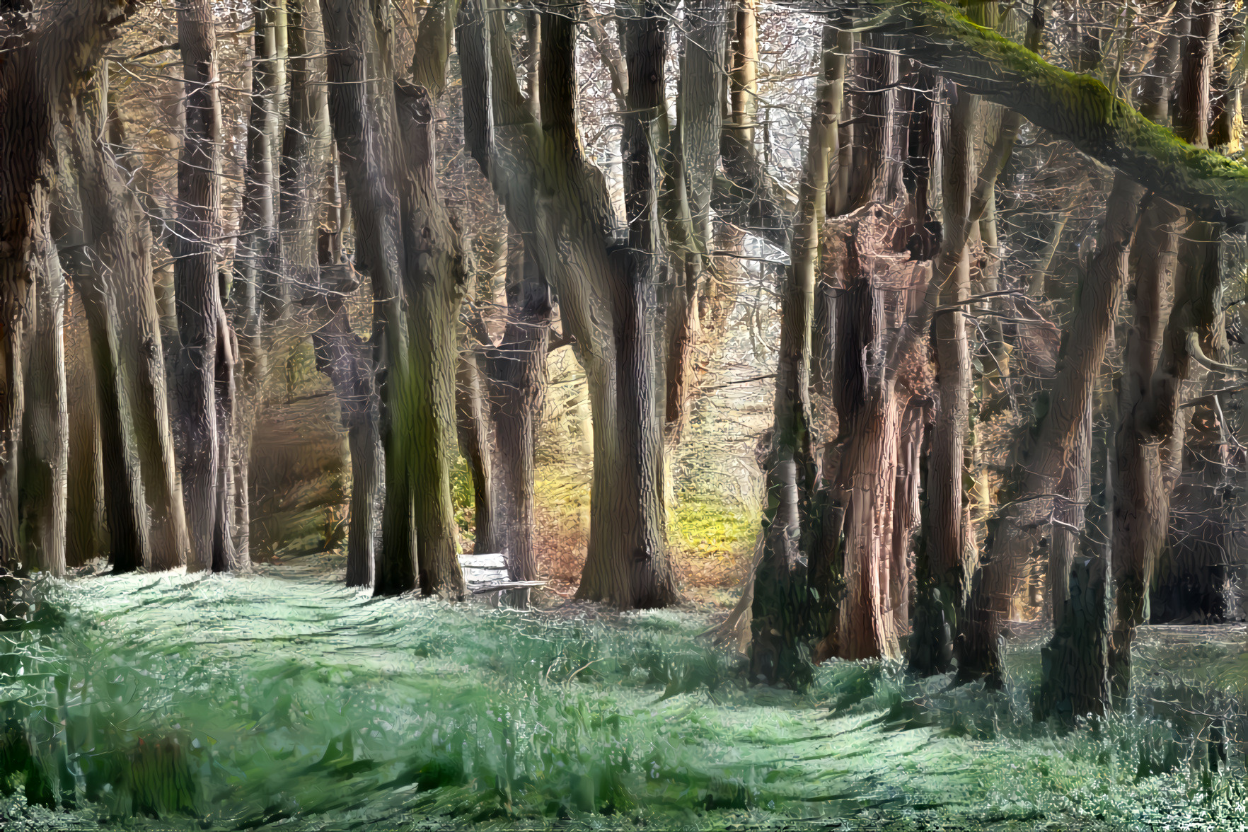 Forest Beech Trees in Spring