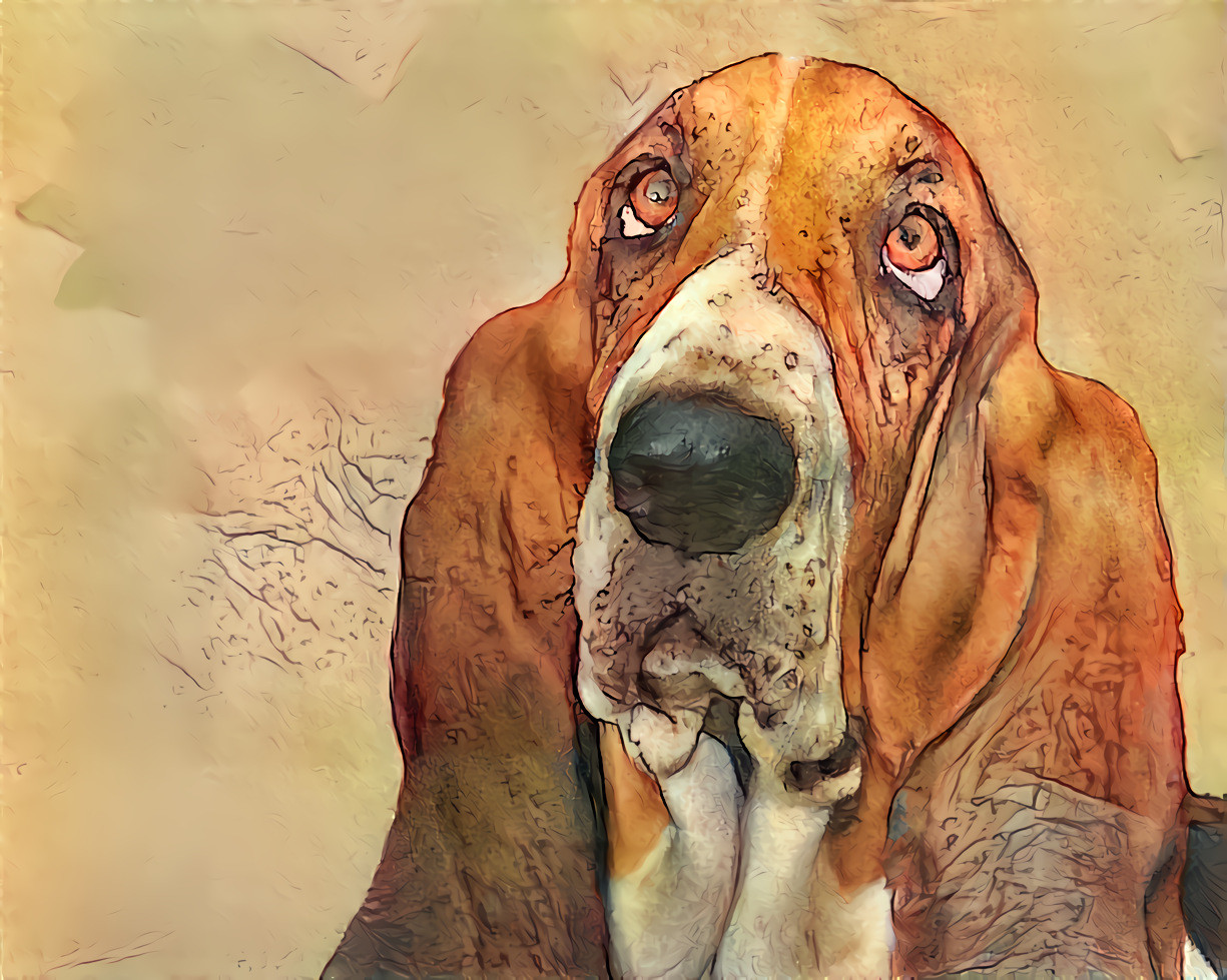 Mr. Basset Hound