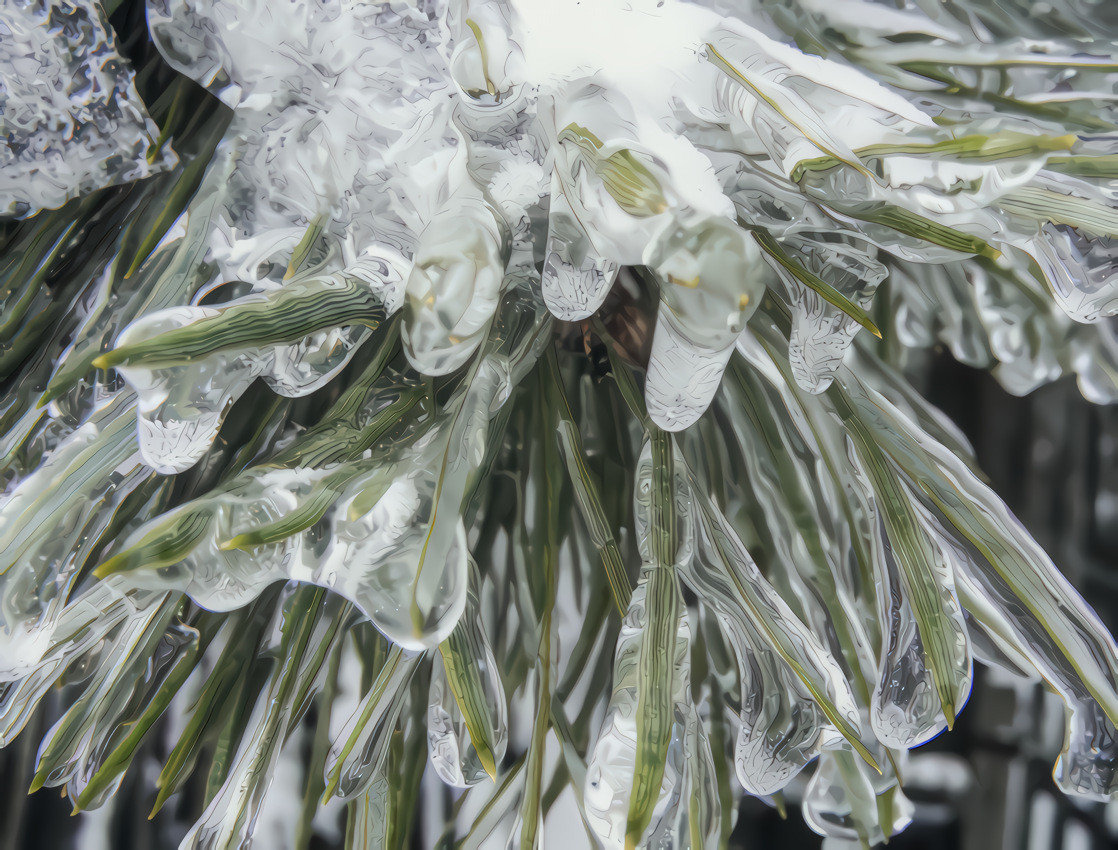 Frosty the Iced Pine