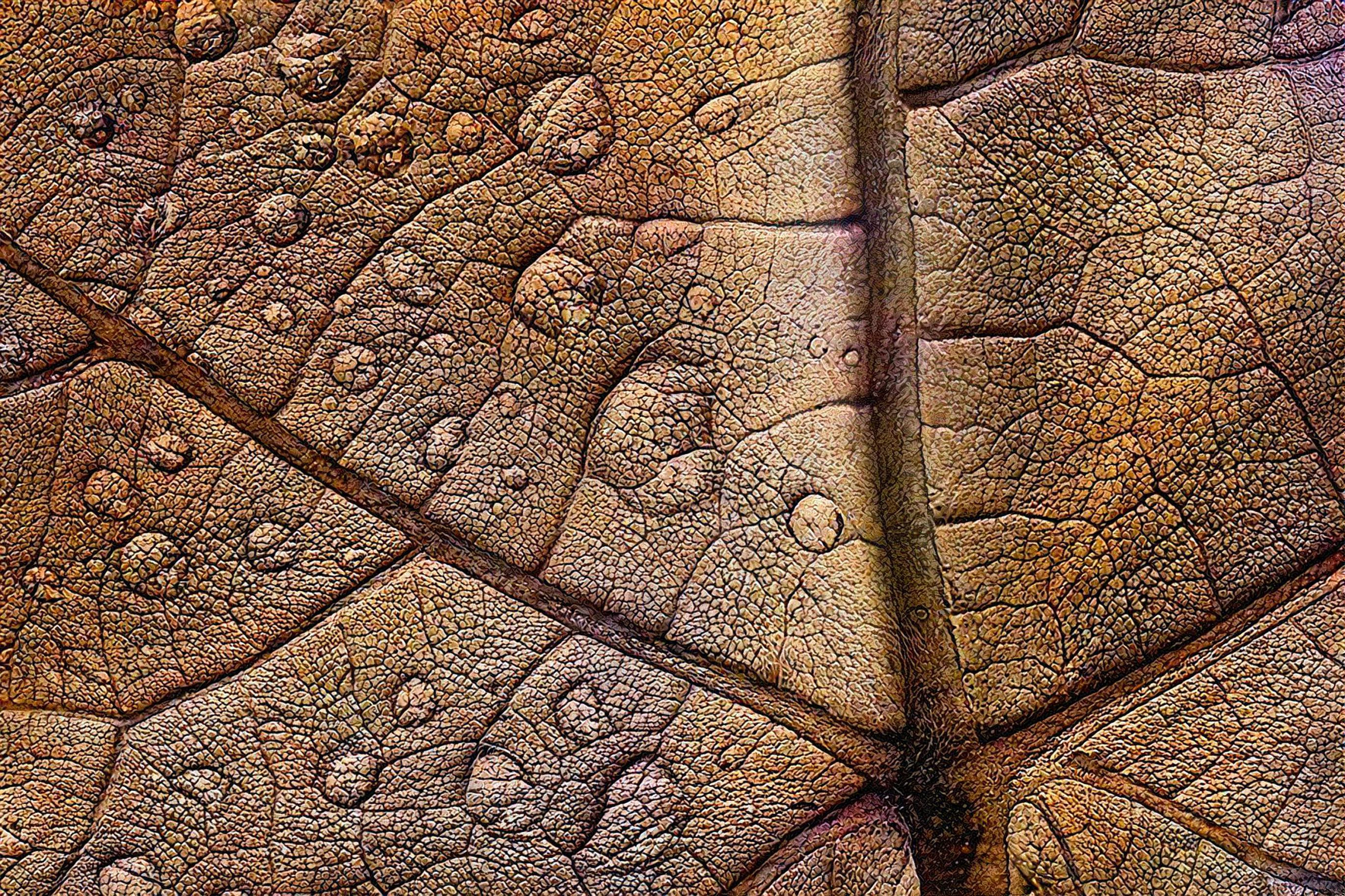 Raindrops on a Leaf