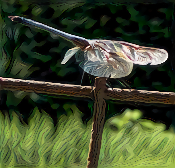 Dragonfly