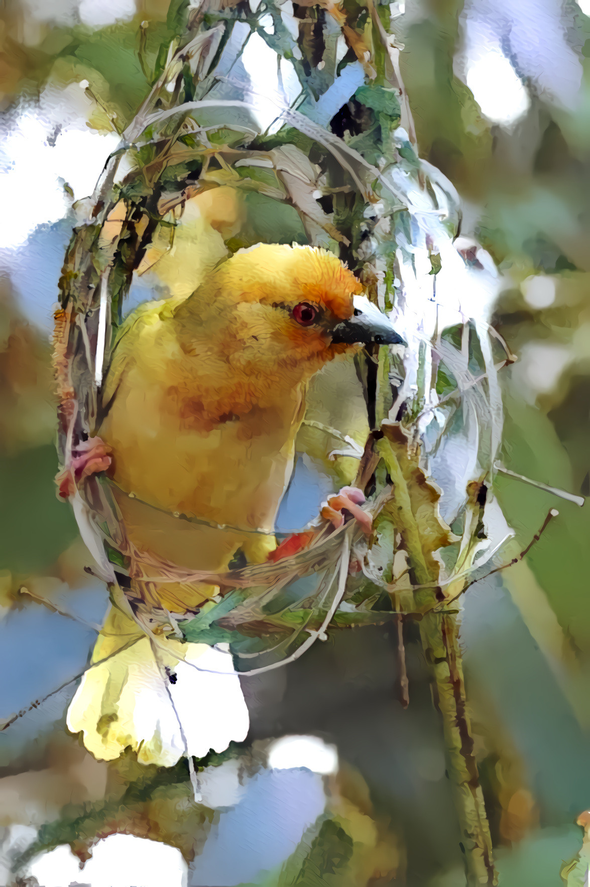 Weaver Bird Starting his Nest.