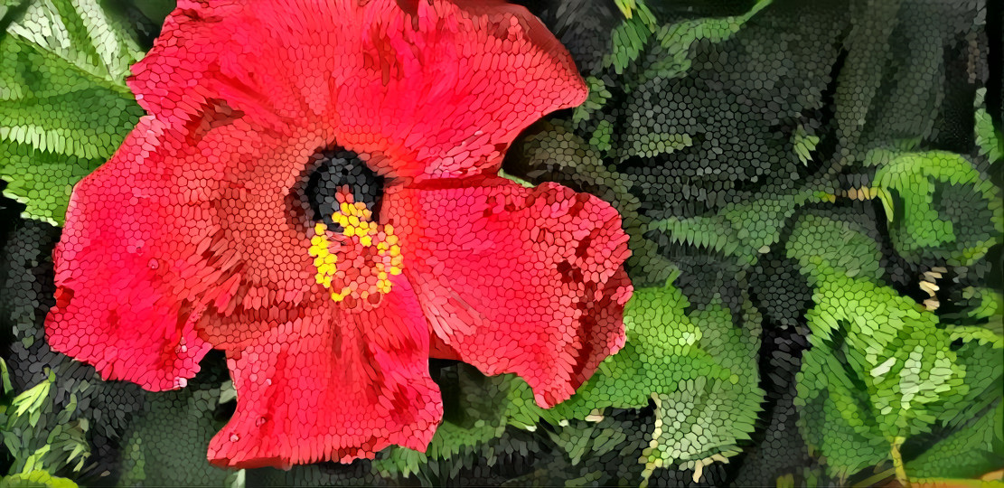 Hibiscus Dream 2