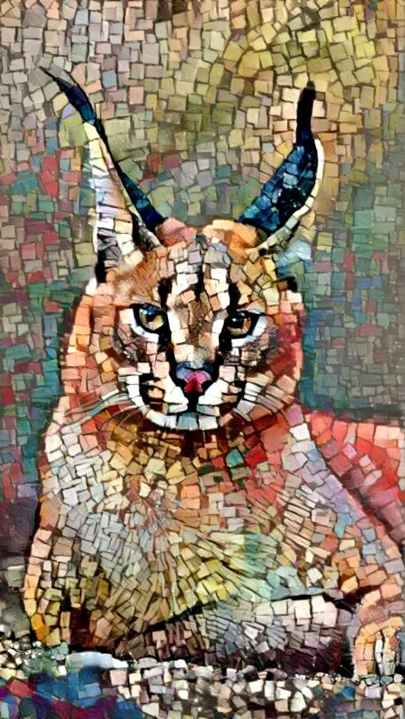 caracal wild cat