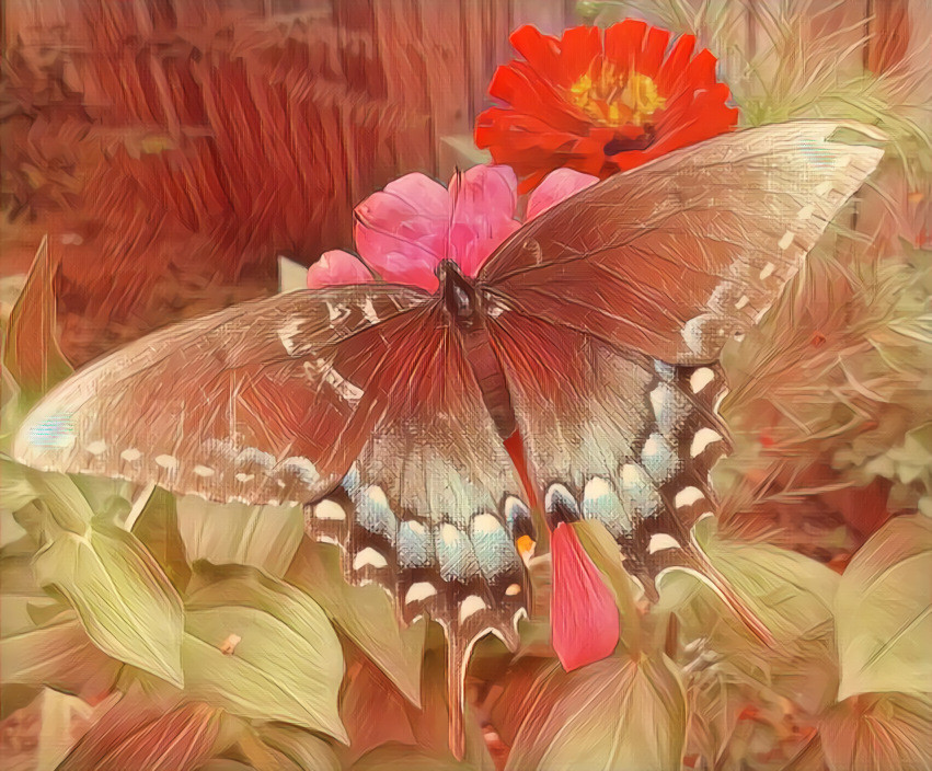 Butterfly 2