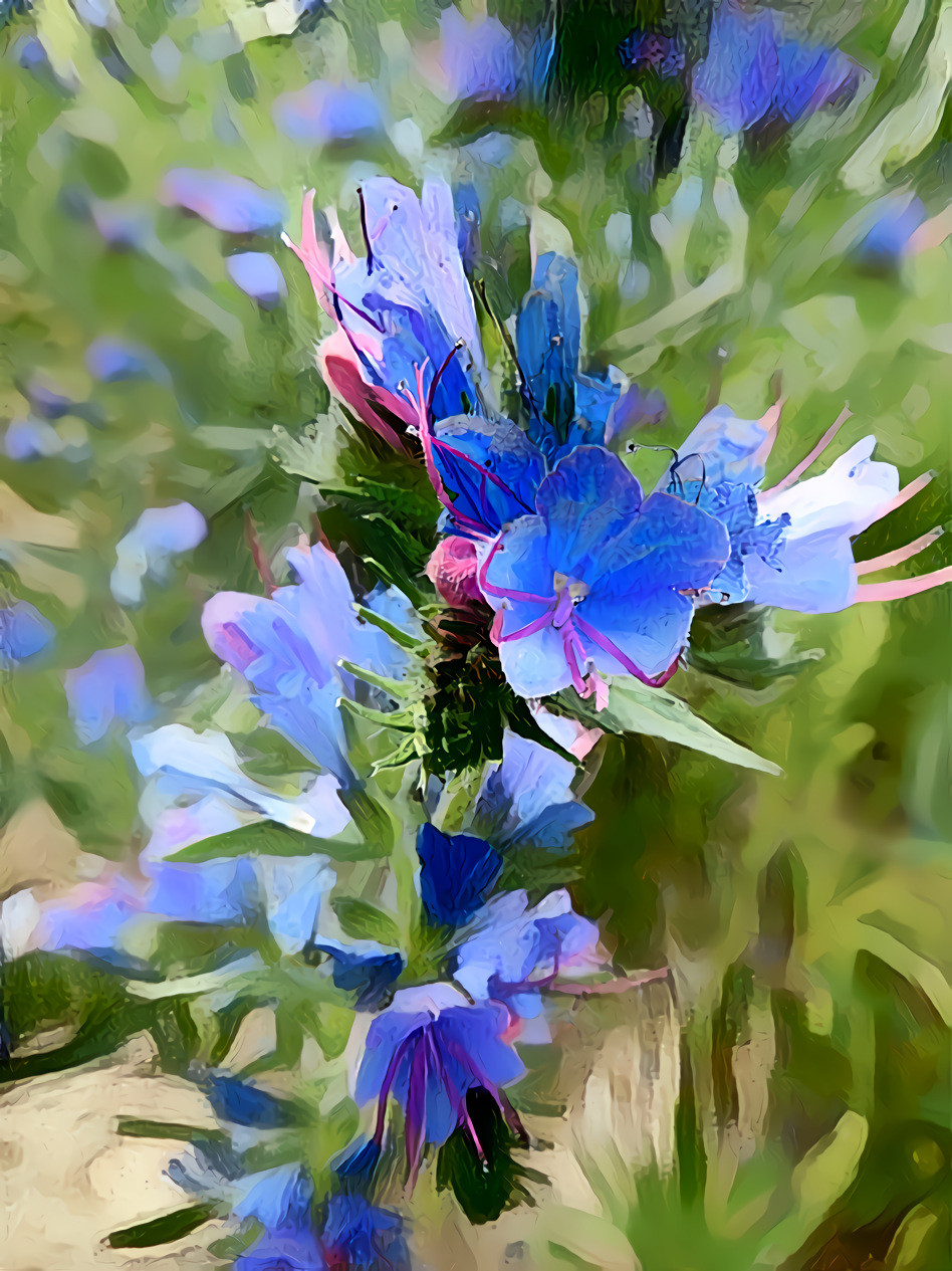 Viper's bugloss2