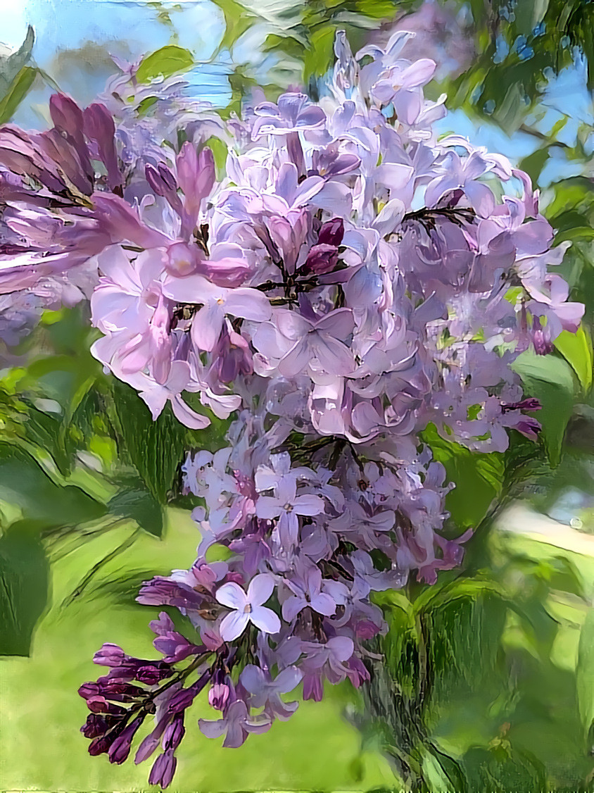 The Lilacs are Blooming