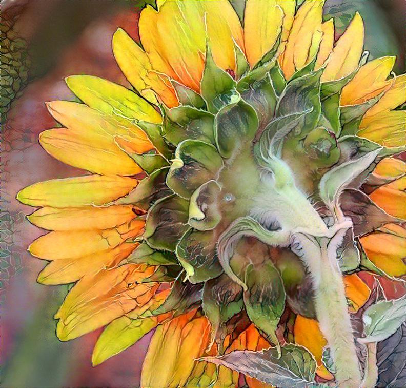 Sunflower Beauty