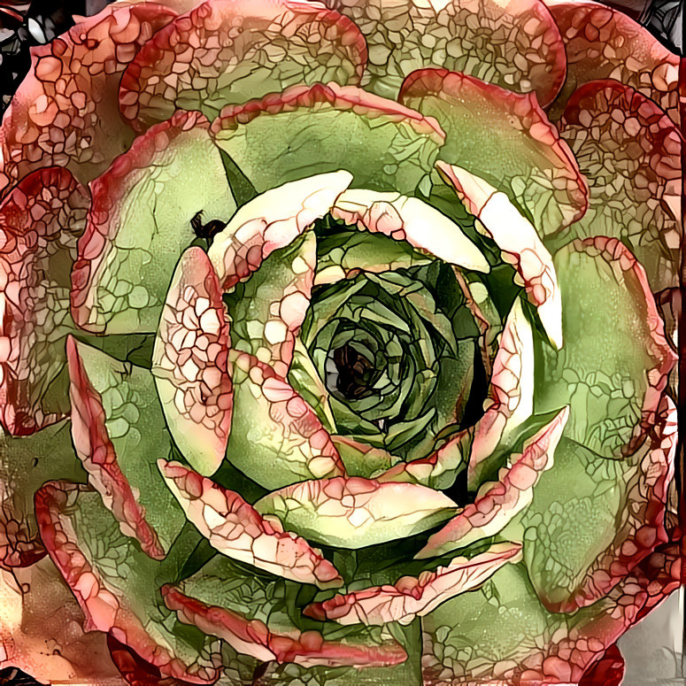 Aeonium 08.20 | MR D 80% Colors