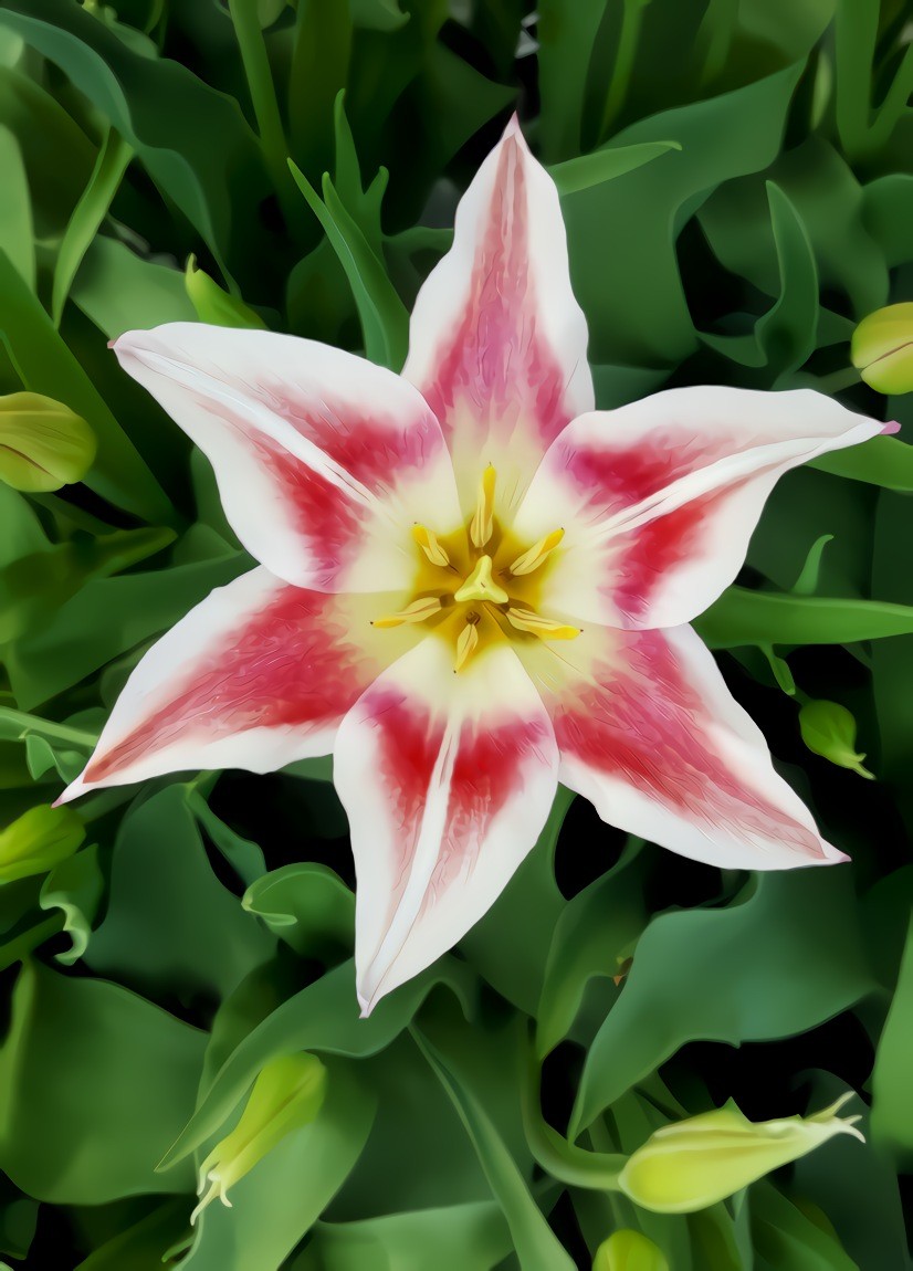 Tulip Star