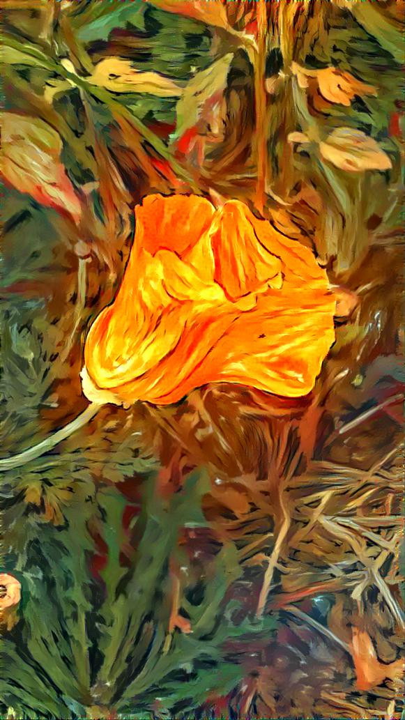 california poppy