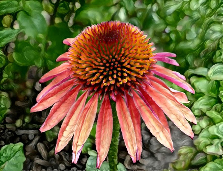 Echinacea