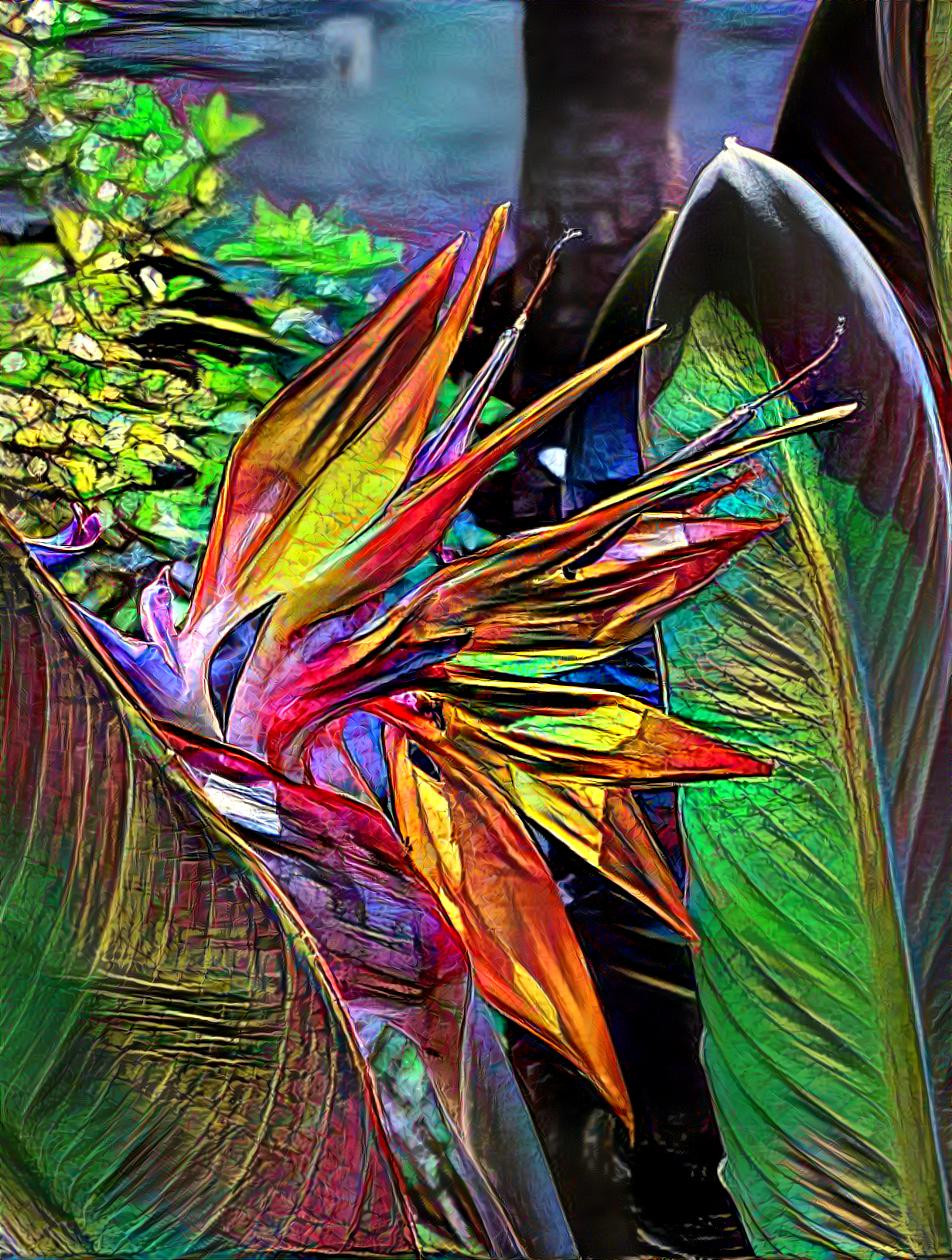 Bird of Paradise Flower.