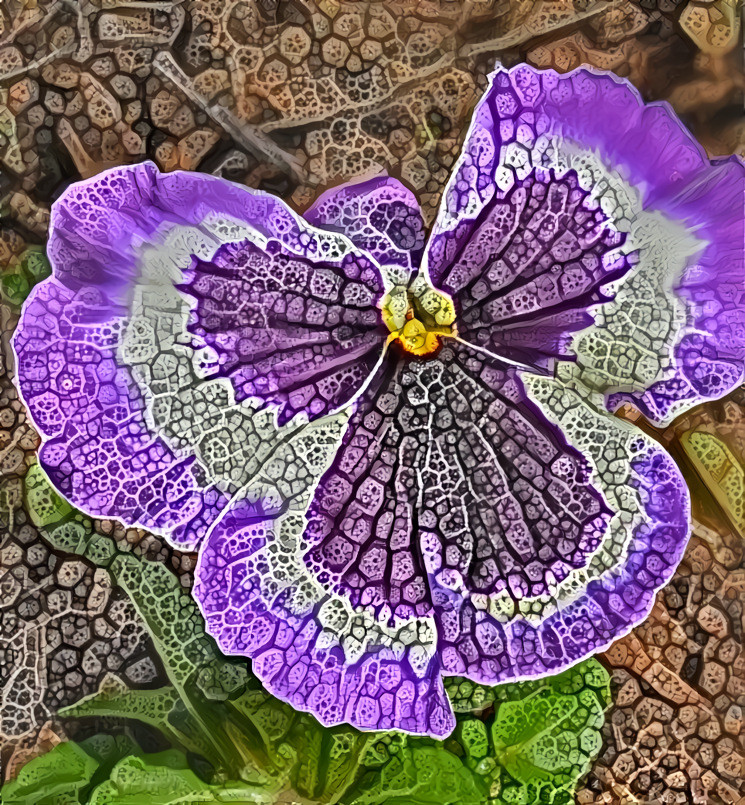 pansy angel 