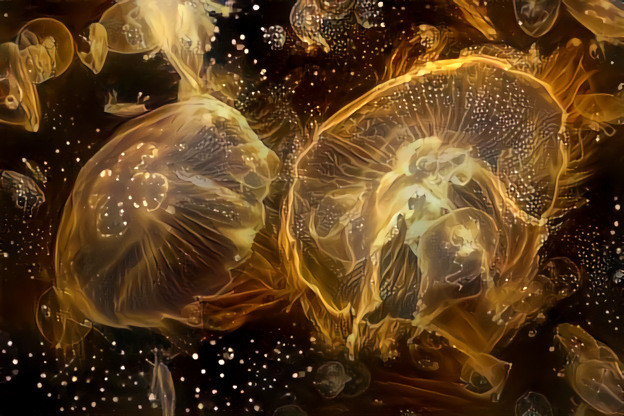 Jelly fish