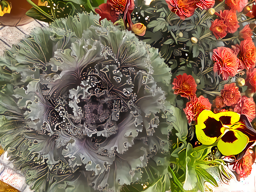 Mums, Pansy, and Cabbage