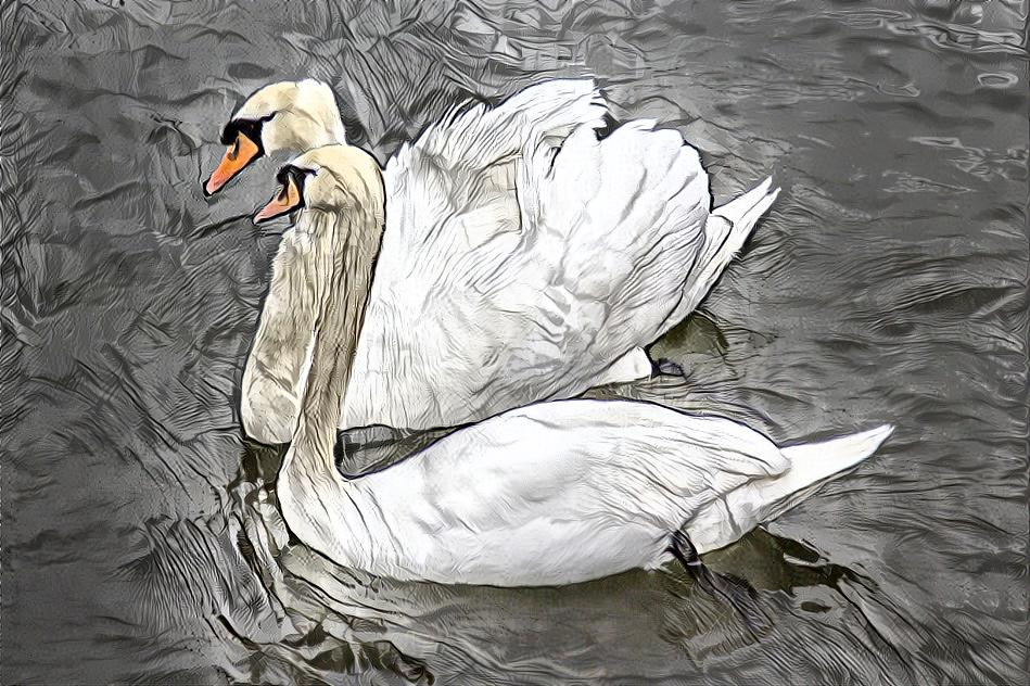 Swans