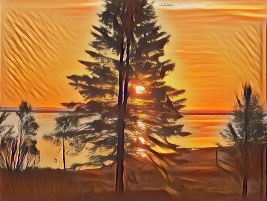 Pine Tree Sunset