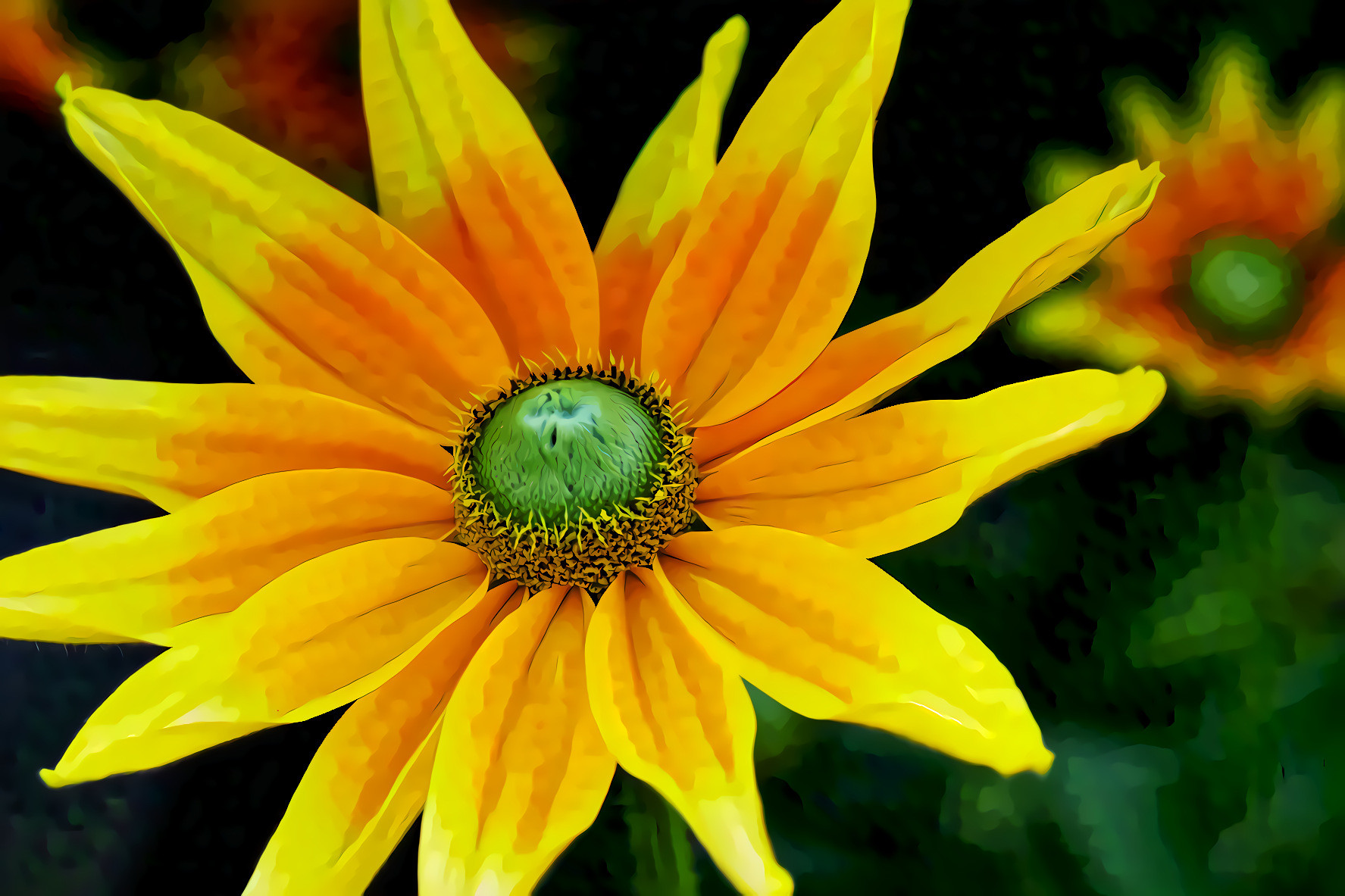 High Hat,   Rudbeckia Nidita