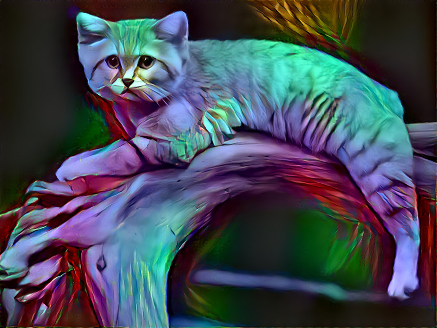 Sand Cat (screenshot of a video)