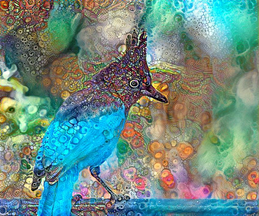 Stellar Jay in Wonderland