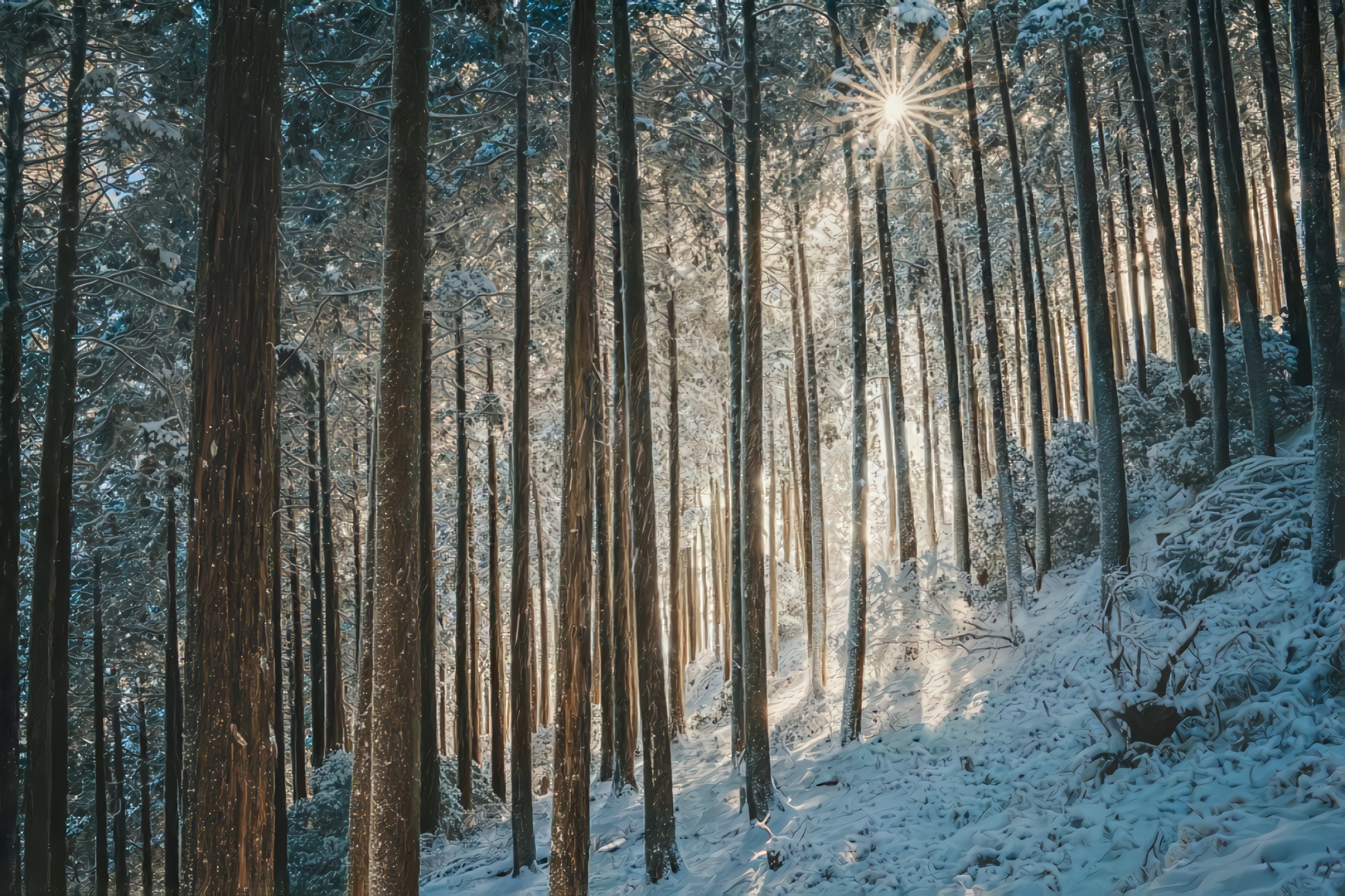 Winter Forest Snow