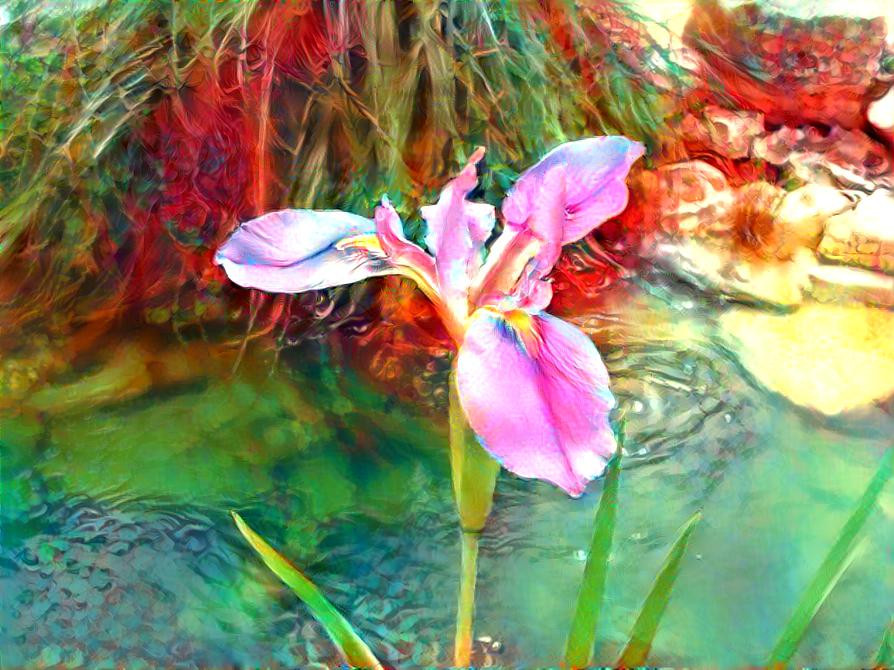 Lonely, Water Flower - Near Grass & Rocks