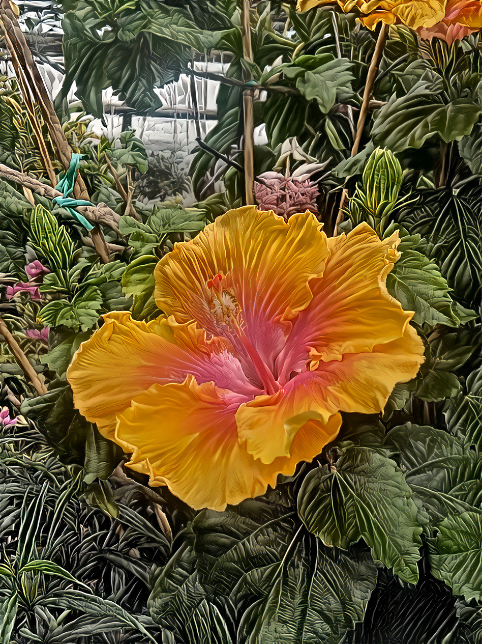 Hibiscus