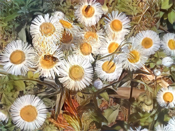 Fleabane, Erigeron philadelphicus