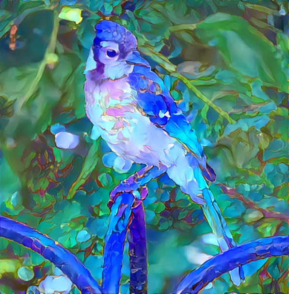 Blue Jay