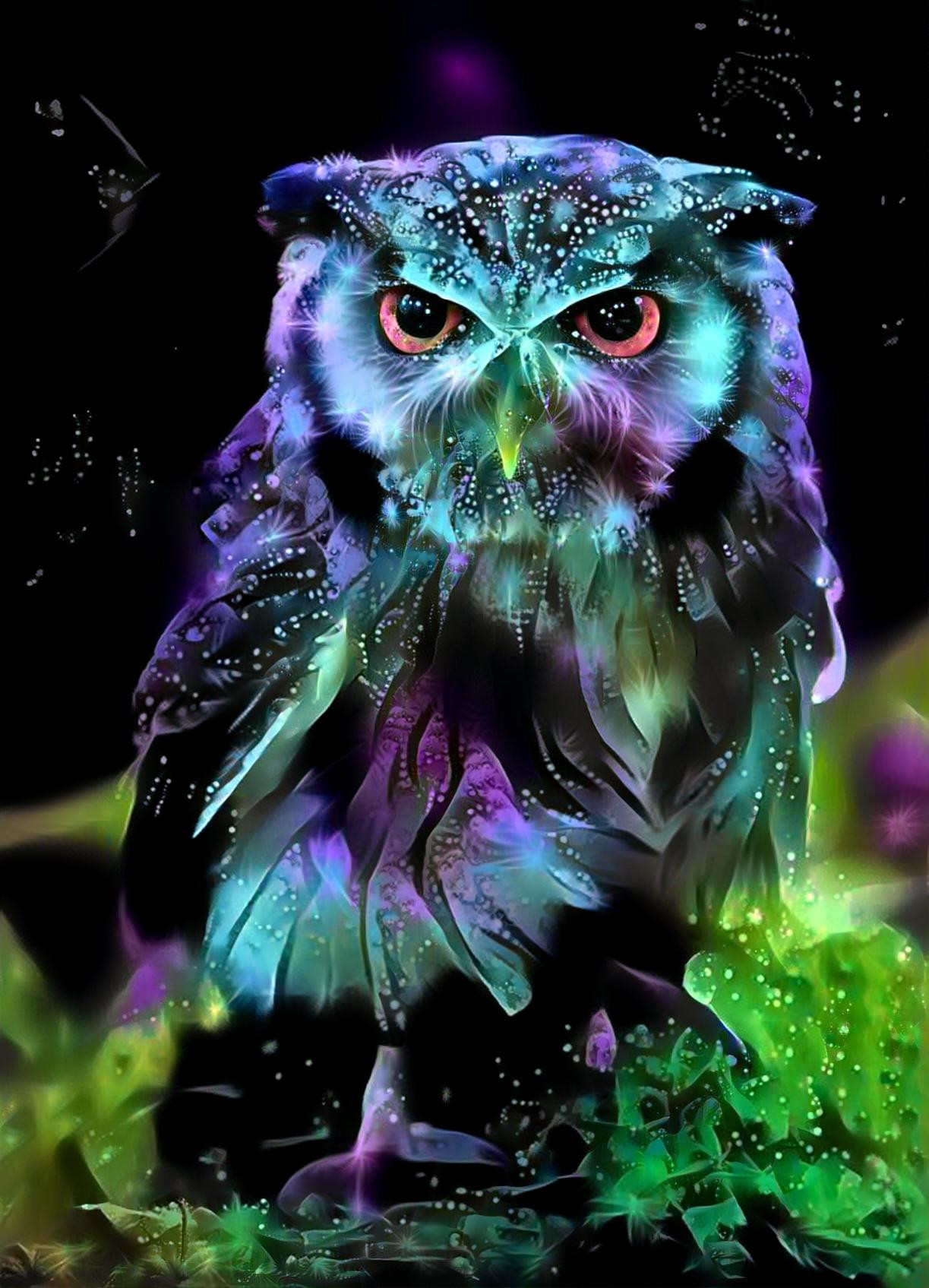 Night Owl 