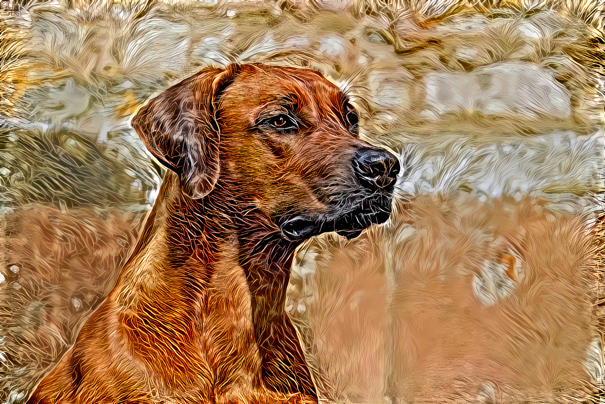 Rhodesian Ridgeback