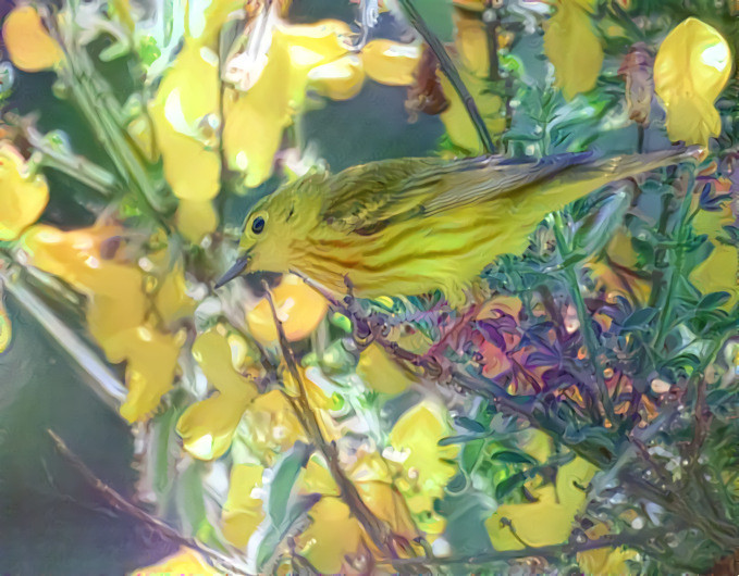 Yellow Warbler