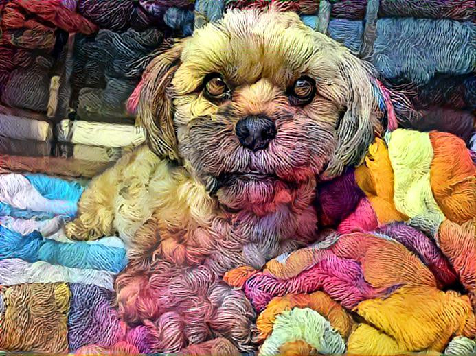 Chewie or Yarn? 