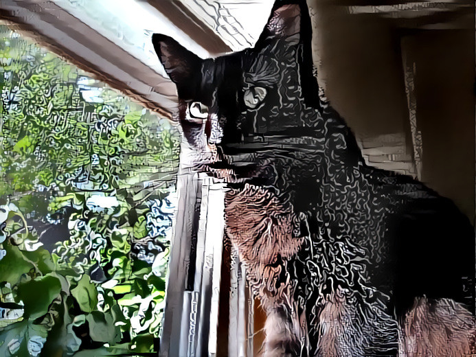 Photo I took of our Manders (Amanda) kitty mixed with a style I made from my drawRings.