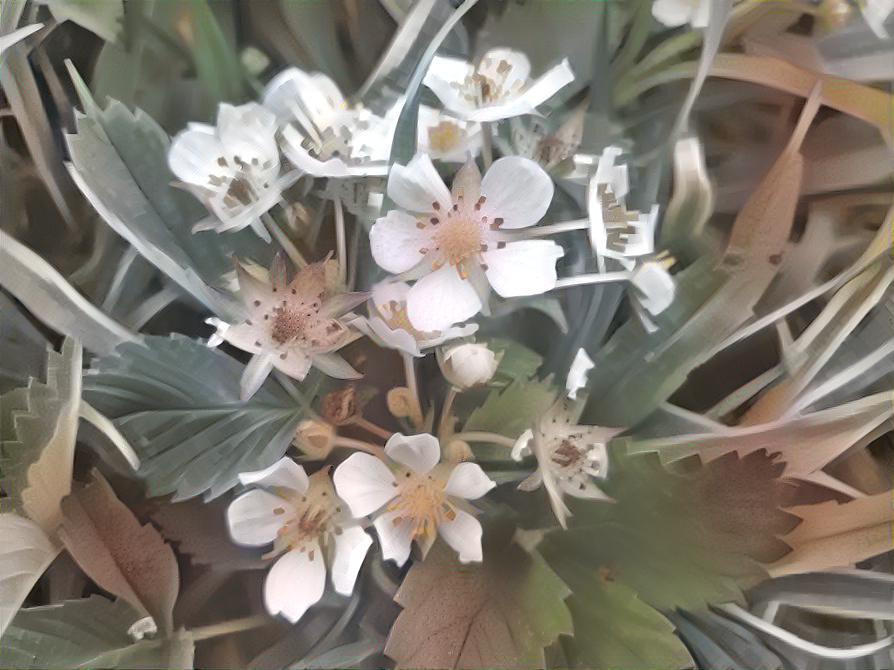 Strawberry flowers