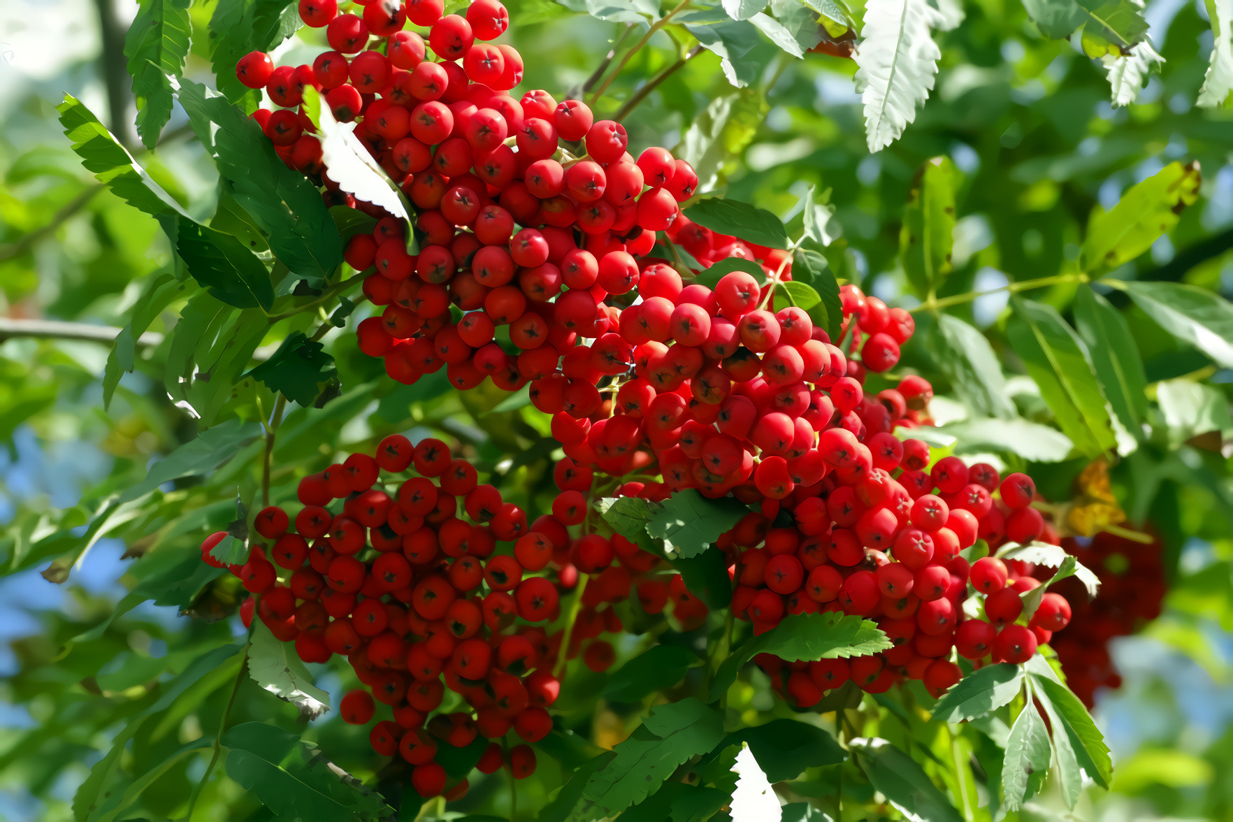 Mountain Ash Tree