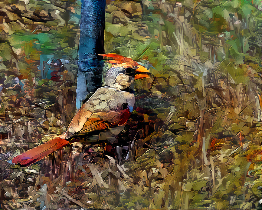 Backyard Young Cardinal