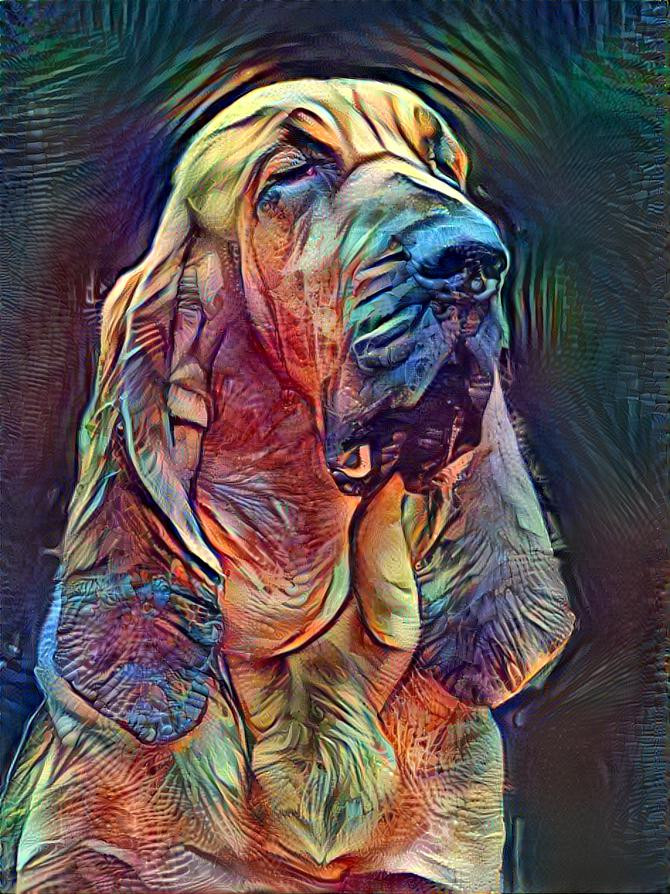 My bloodhound Lorenza