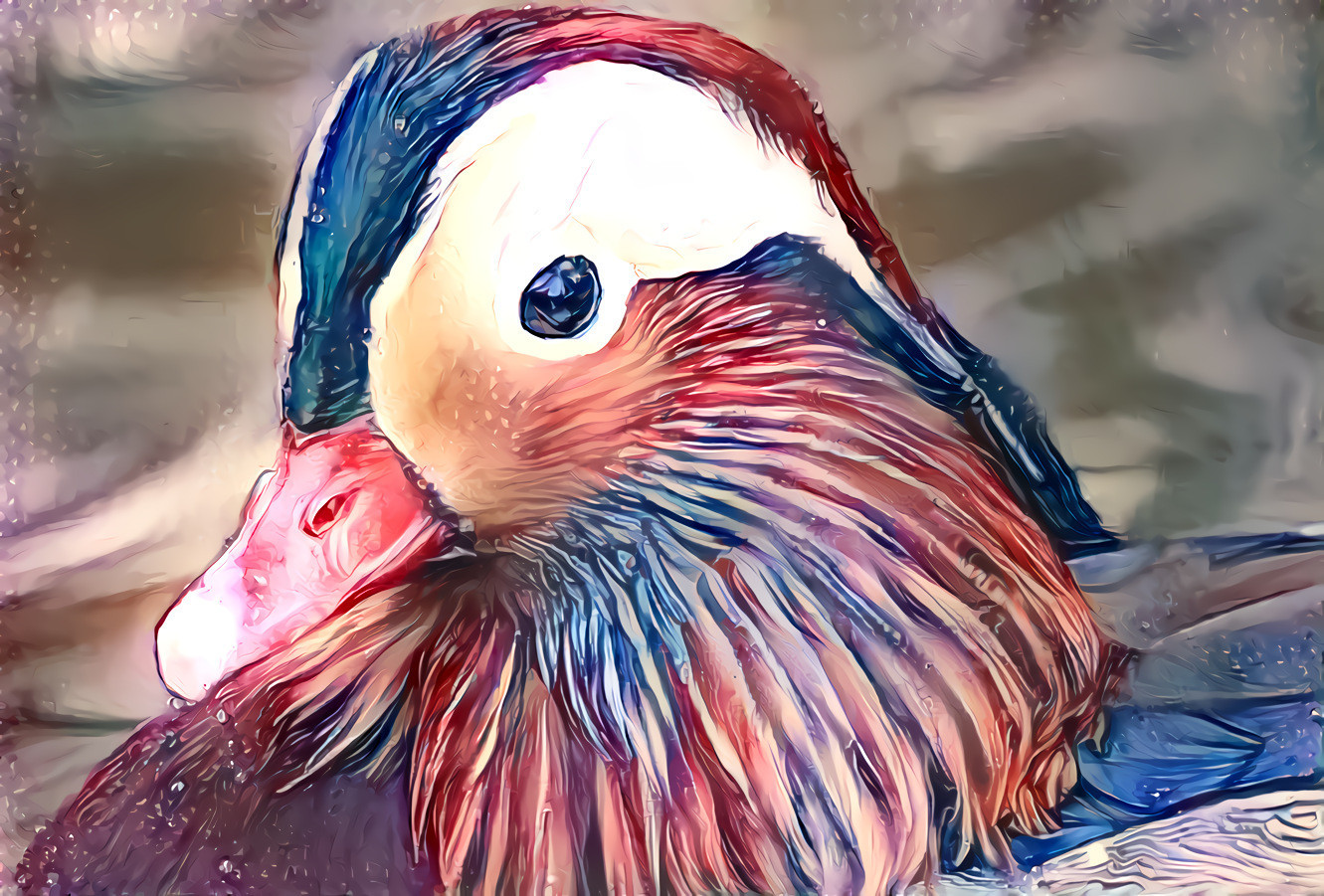 Mandarin duck 